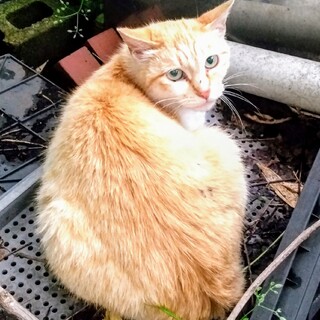 前回募集の兄妹たちの母猫です。優しい子です。