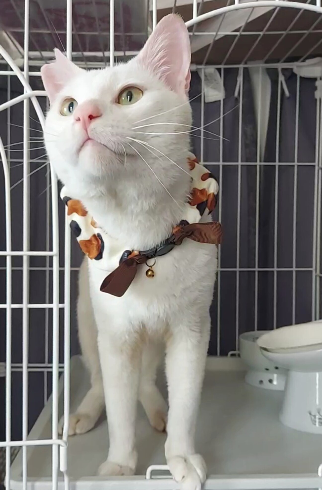 人間大好きオス猫 1才くらい」愛知県 - 猫の里親募集(516087