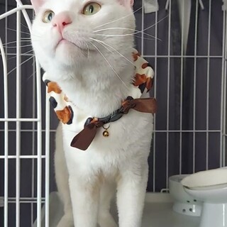 人間大好きオス猫　1才くらい