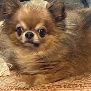 ロングコートチワワのマロンくん♂7歳