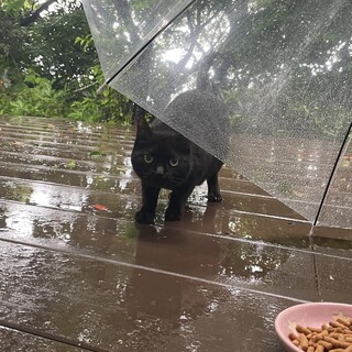 ☆可愛い盛り☆母猫+生後２ヶ月子猫３匹