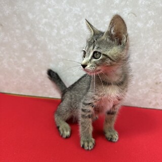 姉妹で幸せ掴むぞ！のんびり屋で甘えっ子❤小春