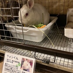保護うさぎさんに逢おうの会in大阪