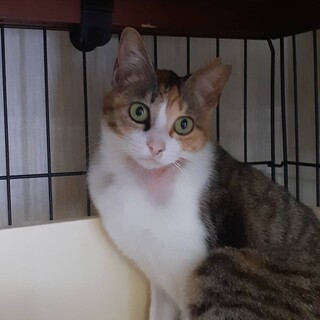 仲良し兄妹ミケとミカン