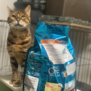 めちゃくちゃイケメンなベンガルのレオ君
