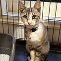 お淑やかなシマ三毛ちゃん
