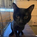 元気な1歳のオス猫くんです！(去勢済み)