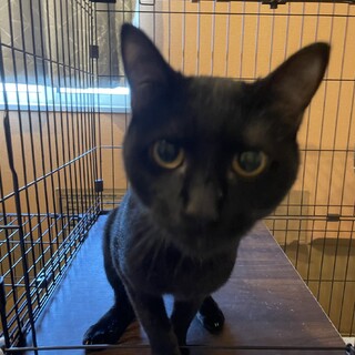 元気な1歳のオス猫くんです！(去勢済み)