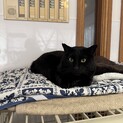 穏やかな黒猫のくろ君