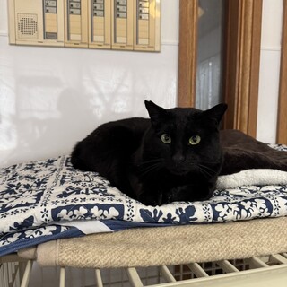 穏やかな黒猫のくろ君