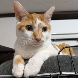 食いしん坊の元気印！野性味あふれるおちゃめさん