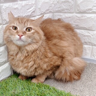 【9/14東日本橋】ふわふわな茶トラ♡ピングくん