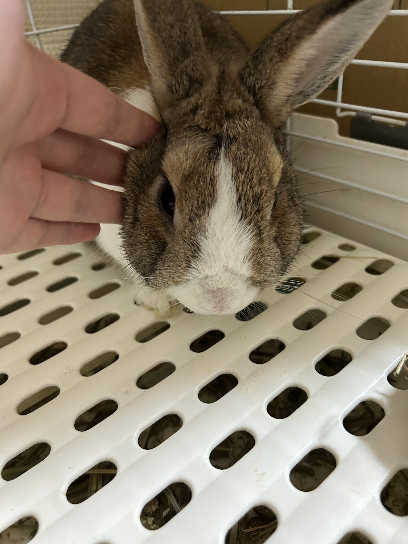 茶白のミニうさぎさんです。」山形県 - 小動物の里親募集(516501
