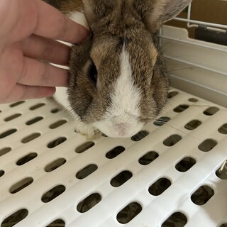 茶白のミニうさぎさんです。