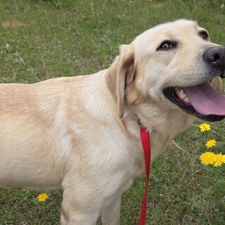 ジュジュ募集一時停止中です