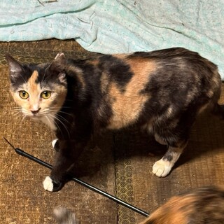 多頭飼育崩壊からレスキュー！三毛猫さん