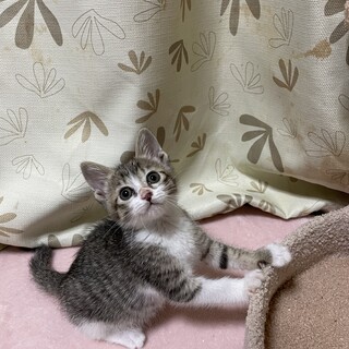 お転婆ガール♡ココちゃん2ヶ月