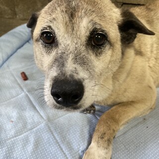 穏やかなことちゃん