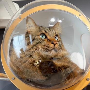 お気に入りのキャットウォークの潜水艇でまったりです