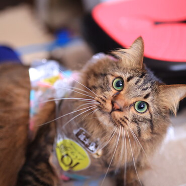 包装の袋被ってそんな可愛い顔されましても