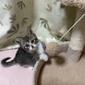 元気いっぱい♡エルちゃん2ヶ月