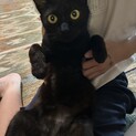 里親さま決定しました。ありがとうございました。