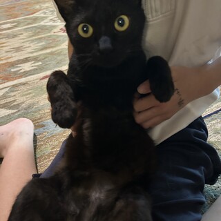 里親さま決定しました。ありがとうございました。