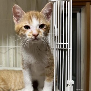 チームS 金太郎