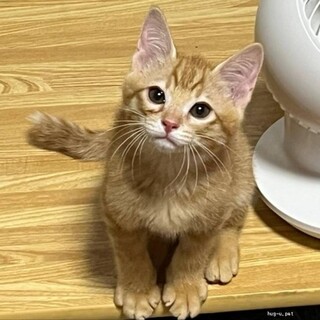 元気いっぱい人間だいすき　桃太郎