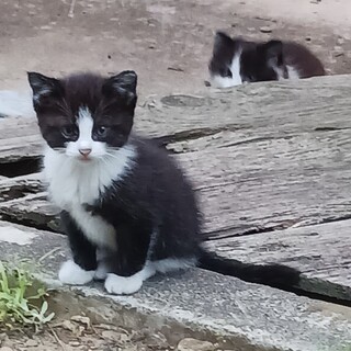 子猫2匹の里親さま募集中