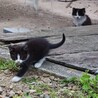 子猫2匹の里親さま募集中 サムネイル2