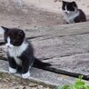 子猫2匹の里親さま募集中 サムネイル3