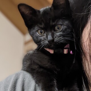 パヤパヤ妖精さん♡いろは