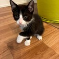 元気いっぱい白黒子猫