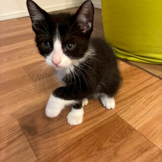 元気いっぱい白黒子猫