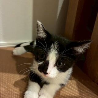 甘えん坊な白黒子猫