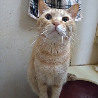 ジェイ君5温和で賢い人馴れした子