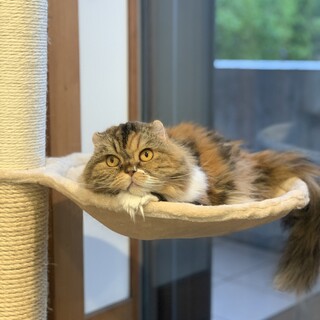 ツンデレなお嬢様スコのデイジートライアルスタート