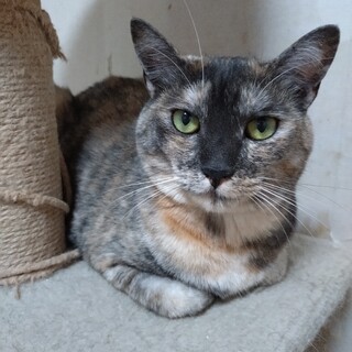 ごまこちゃん3歳トライアル期間中