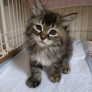 樹里ちゃん生後2ヶ月家族ができました！