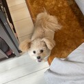 元気いっぱいすぎるくらい元気なポメプーちゃん