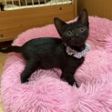 穏やかで飼いやすい男の子