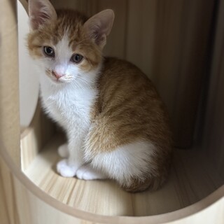 鍵尻尾の茶トラ女の子