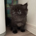 スコティッシュ♂長毛立ち耳