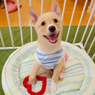 かわいい子犬　ハートちゃん　2ヶ月半