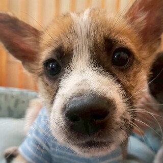 かわいい子犬　よもぎくん　2ヶ月