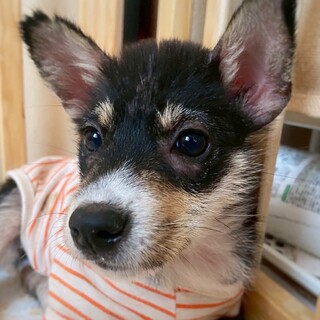 【相談中】かわいい子犬　おはぎちゃん　2ヶ月