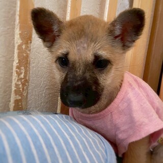 【相談中】かわいい子犬　わらびちゃん　2ヶ月