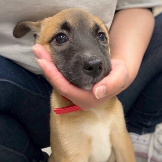 かわいい子犬　あさひちゃん　2ヶ月半