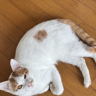 経済的に困難で去勢手術まだです。